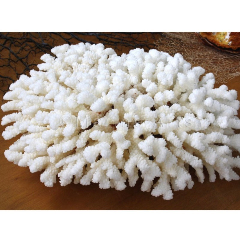 Coral CPV25-1