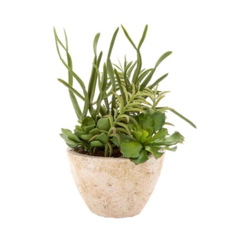 Succulent in Terracotta Pot