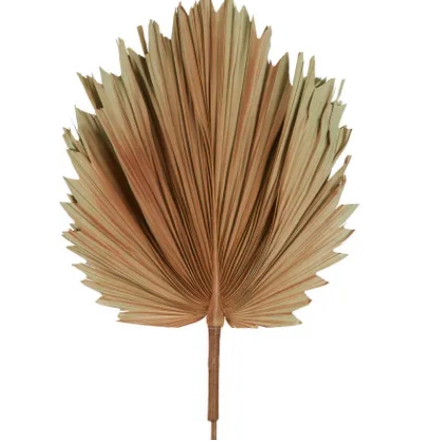 Preserved Palm Leaf - Brown (Large)