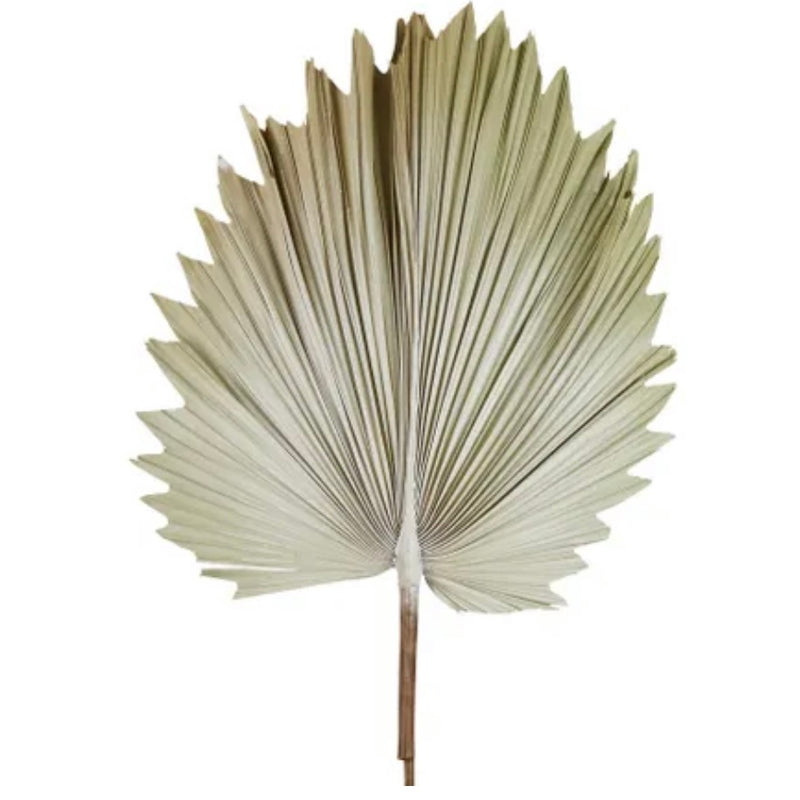 Preserved Palm Leaf - Cream (Large)