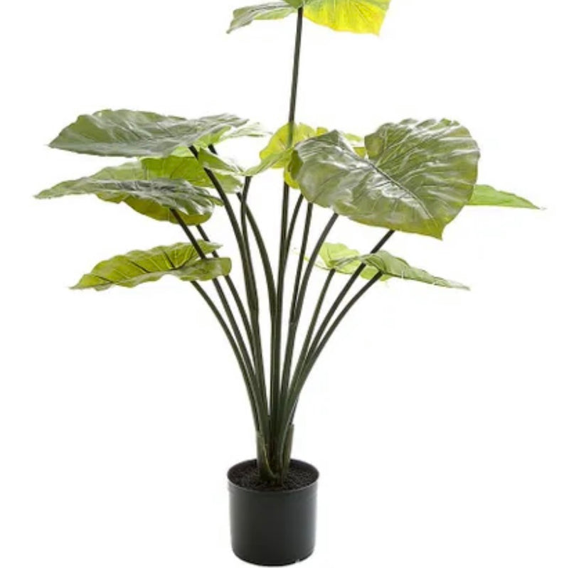 Taro Plant in Black Pot